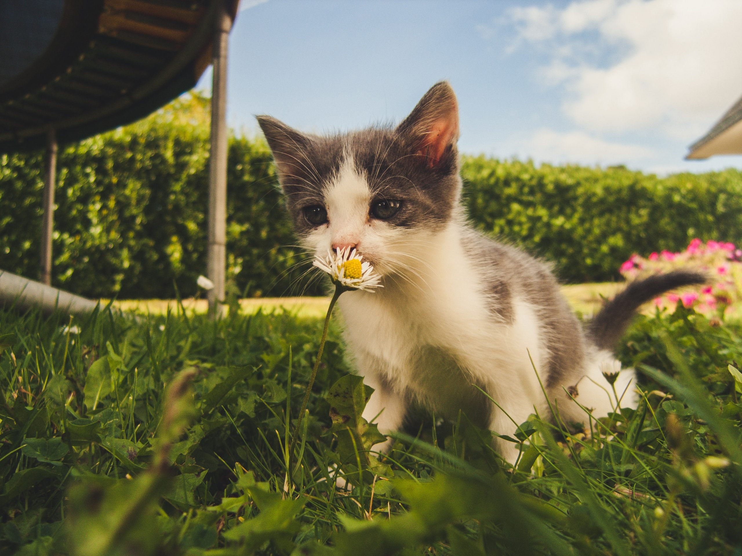 Comment savoir si un chaton est mal sevré ? Karelle